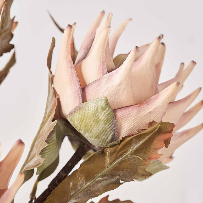 Apricot Lotus Stem