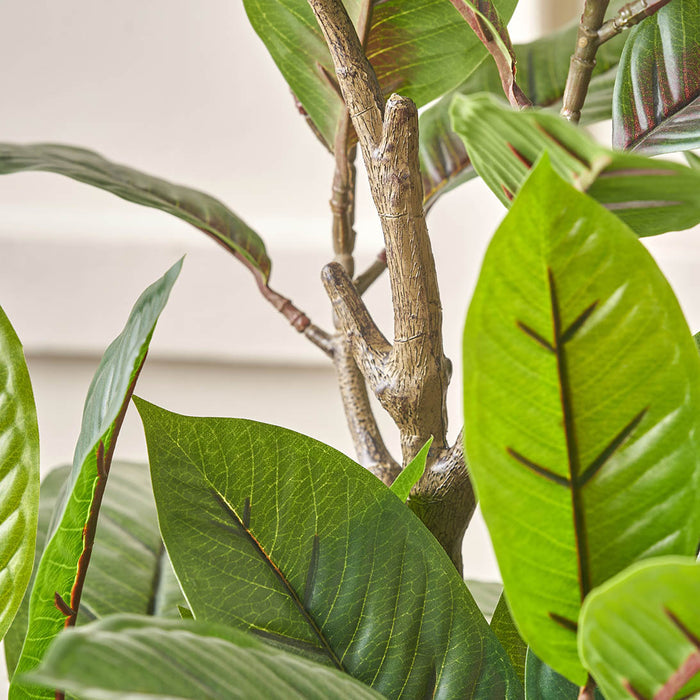 Magnolia Tree in Grey Pot
