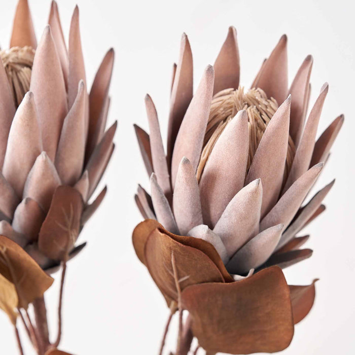 Mulberry Brown Dried Flower 5 Stem Bunch