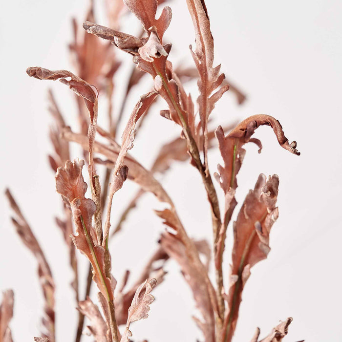 Mulberry Brown Dried Flower 5 Stem Bunch