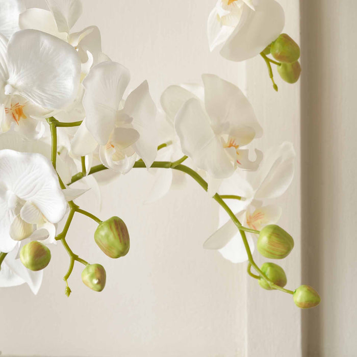 White Orchid in White Pot Medium
